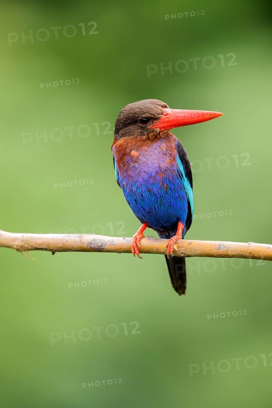 Javan Kingfisher (Halcyon cyanoventris), East Java, Indonesia