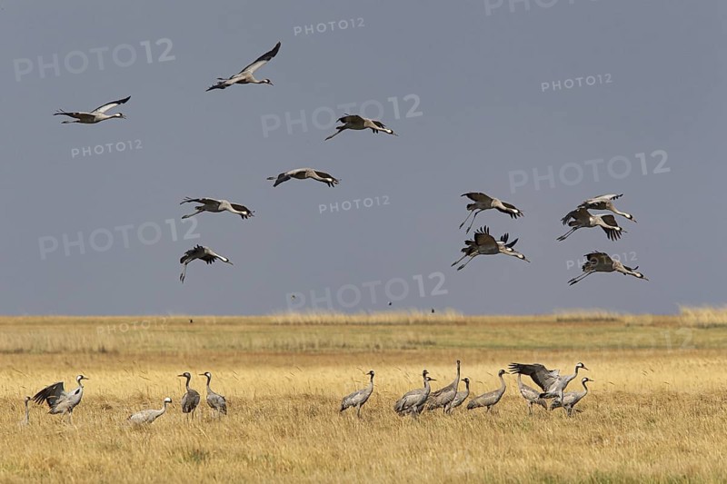 Common Crane (Grus grus grus) group flying, Dornod Aimag, Mongolia