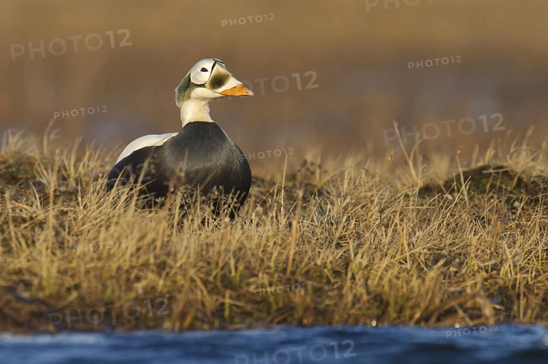 Spectacled Eider (Somateria fischeri) male, Alaska, USA