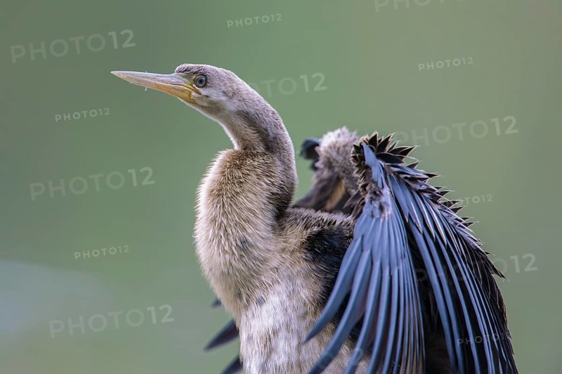 Australasian Darter (Anhinga novaehollandiae) Weibchen, Victoria, Australia