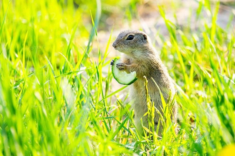 European ground squirrel (Spermophilus citellus) on a meadow, Bavaria, Germany