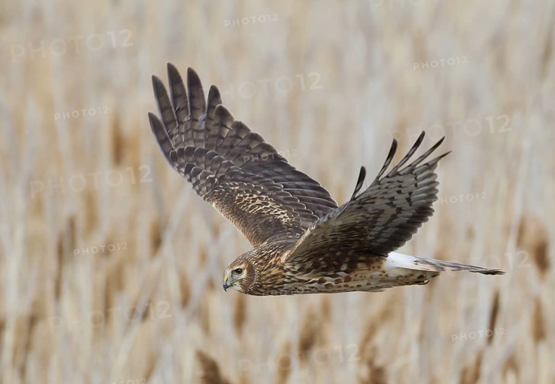 Northern Harrier (Circus hudsonius) female flying, Utah, USA