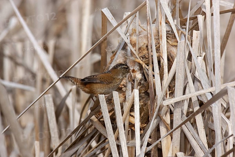 Marsh Wren (Cistothorus palustris), British Columbia, Canada