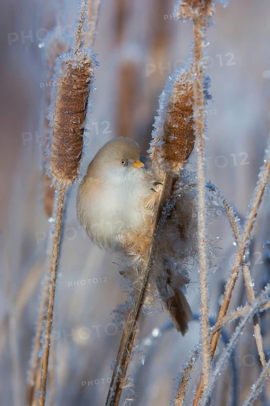 Bearded Reedling (Panurus biarmicus) female feeding on cattail seed, Thuringia, Germany