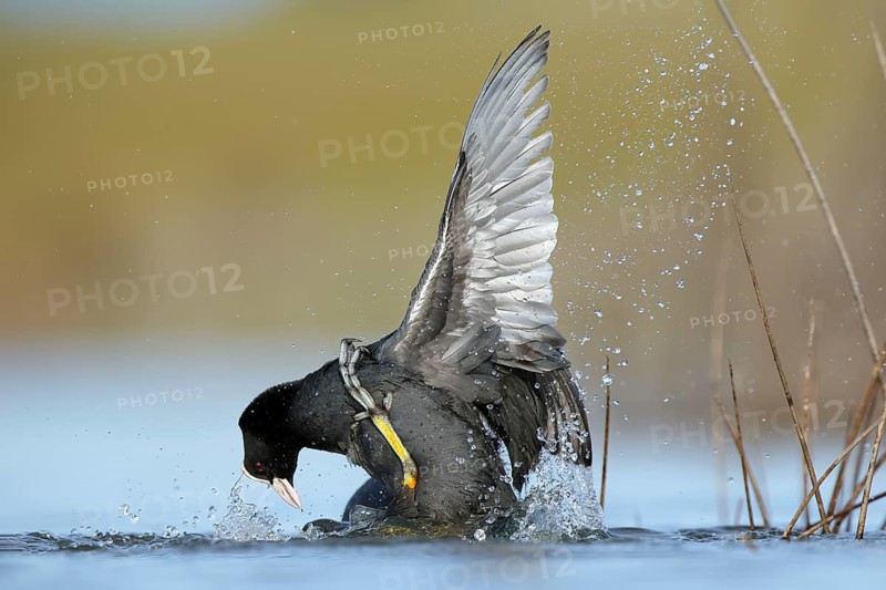 Two common coots fiercely battle in the waters of the BeleÃ±a lagoon, Spain, showcasing a dramatic display of nature raw power and competitive spirit in their natural habitat