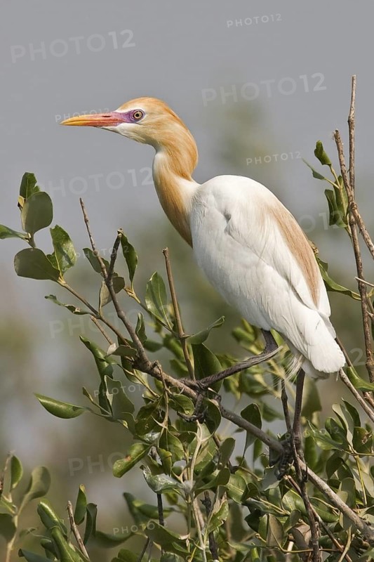 Western Cattle Egret (Bubulcus ibis), Samut Prakan Province, Thailand