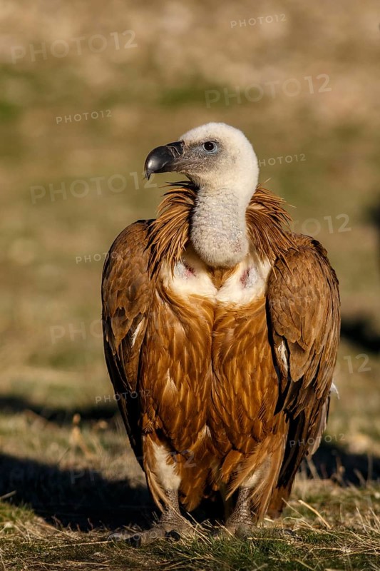 Griffon Vulture (Gyps fulvus) on field, Castile and Leon, Spain