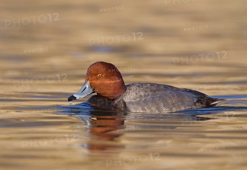 Redhead (Aythya americana) male, Ohio, USA