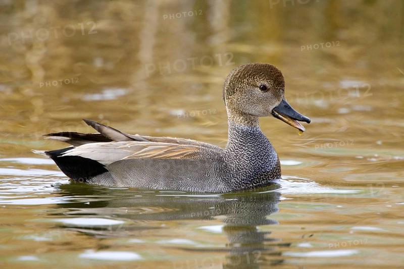 Gadwall Anas strepera Tucson, Pima County, Arizona, United States February Adult Male vocalizing Anatidae