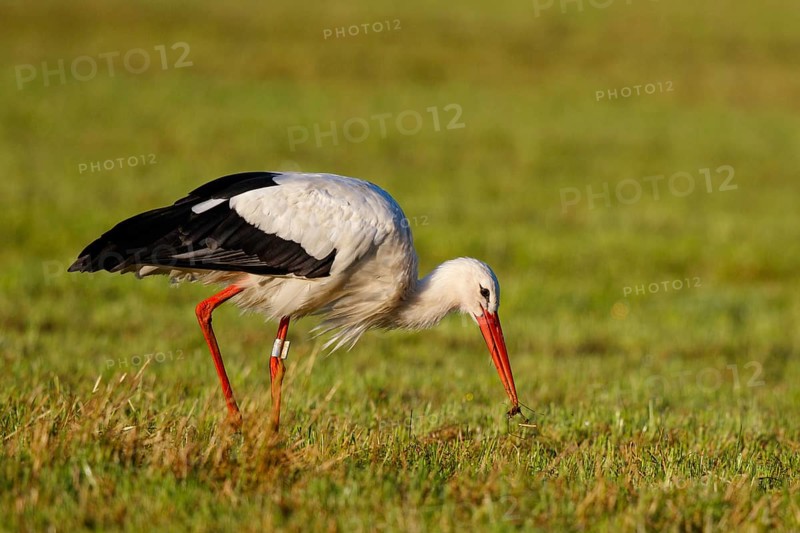 White Stork (Ciconia ciconia) foraging, North Rhine-Westphalia, Germany