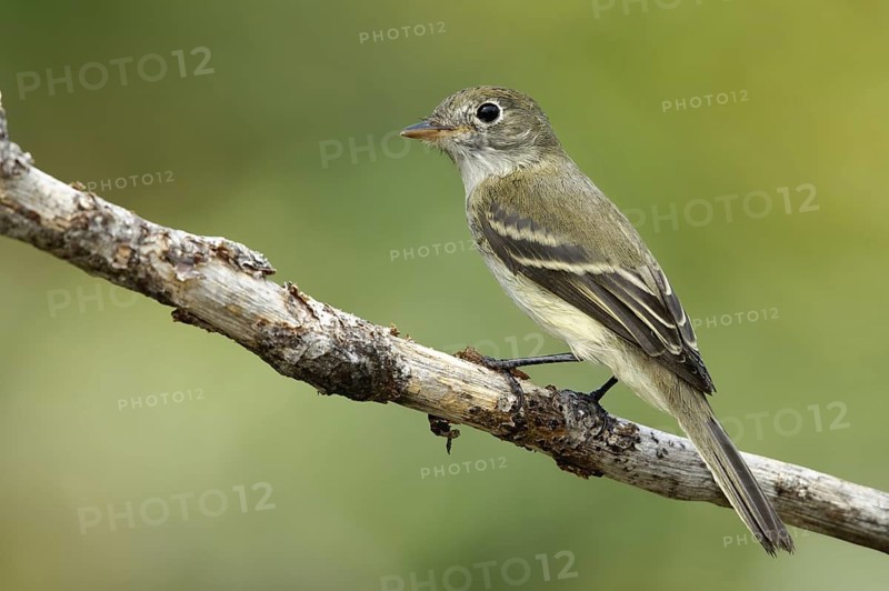 Alder Flycatcher (Empidonax alnorum), Texas, USA