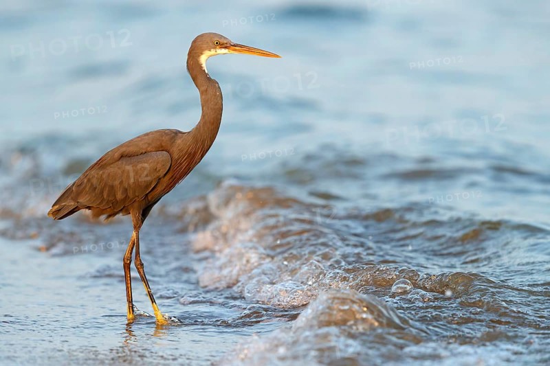 Heron, (Egretta gularis), heron, animals, birds, biotope, habitat, foraging Salalah, Raysut, Dhofar, Oman
