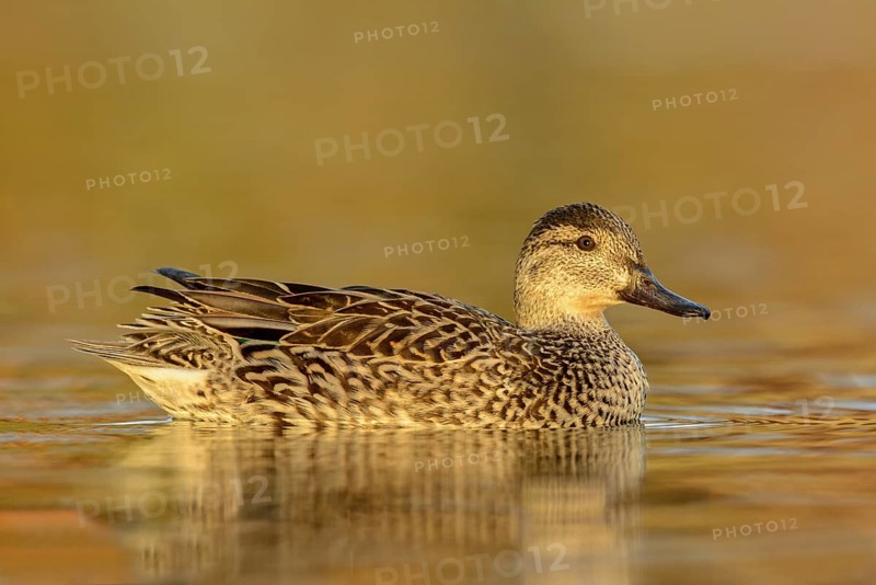 Green-winged Teal (Anas carolinensis) female, Texas, USA