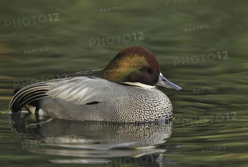 Falcated Duck (Mareca falcata) male, California, USA