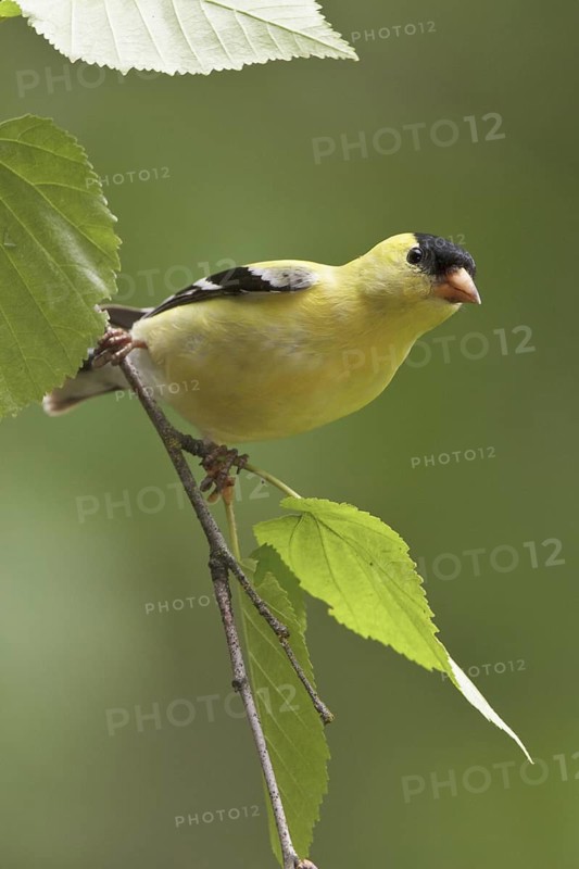 American Goldfinch (Spinus tristis) male, British Columbia, Canada