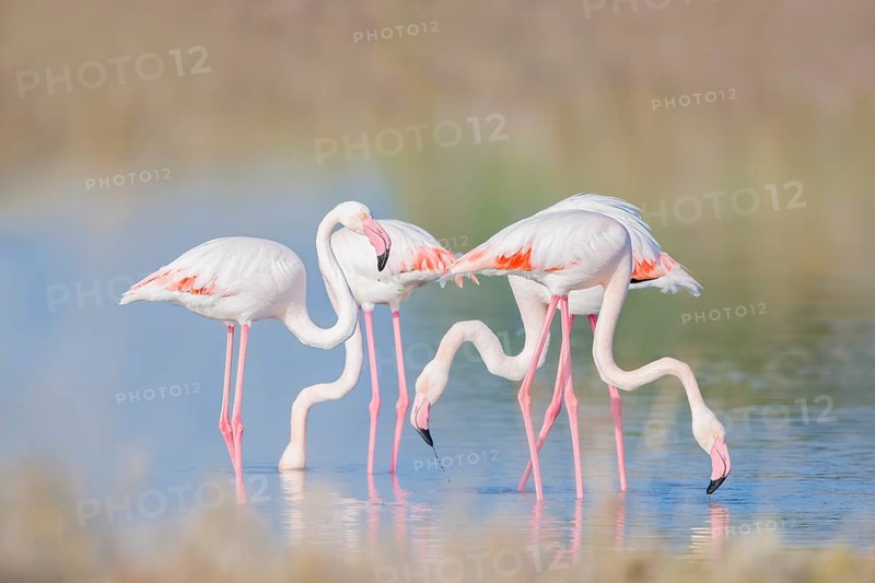 Rosaflamingo, Phoenicopterus roseus Greater Flamingo, Phoenicopterus roseus