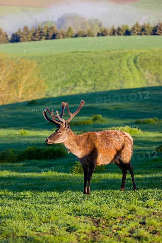 One male Altai maral, Altai wapiti or Altai elk (Cervus canadensis sibiricus) stands on a meadow in the first light of the day