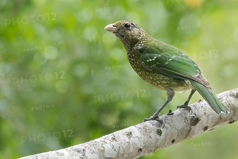 Green Catbird (Ailuroedus crassirostris) perched on a branch in eastern Australia