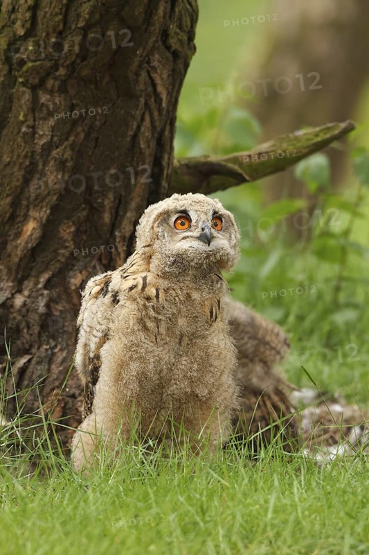 Eurasian Eagle-Owl (Bubo bubo) juvenile, Limburg, Netherlands