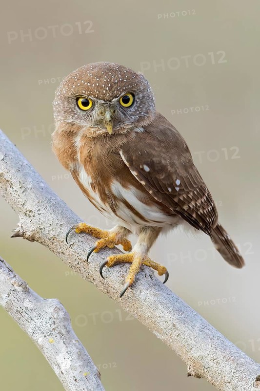 Colima Pygmy Owl (Glaucidium palmarum) perched on a branch in Oaxaca, Mexico