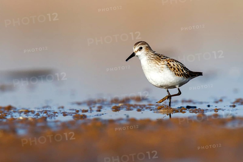 Little Stint (Calidris minuta), Castile-La Mancha, Spain