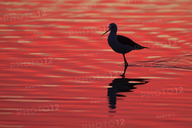 Black-winged Stilt (Himantopus himantopus), Spain