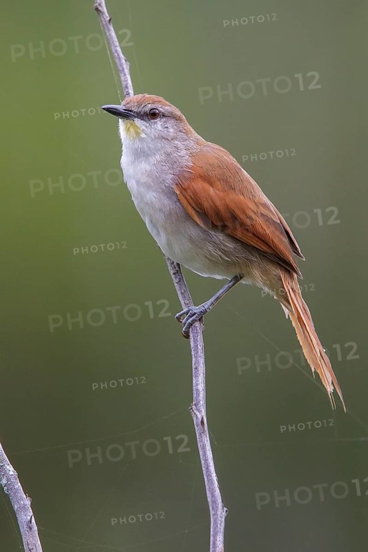 Yellow-chinned Spinetail (Certhiaxis cinnamomeus) perched on a branch in the Atlantic rainforest of southeast Brazil