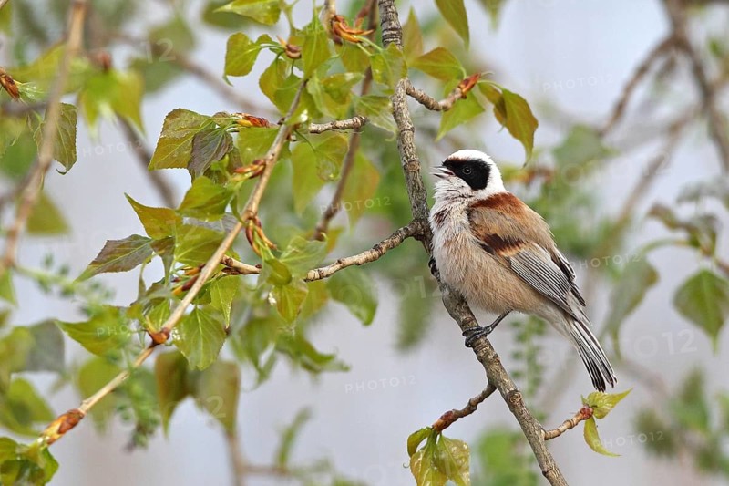 Eurasian Penduline Tit (Remiz pendulinus) male, Saxony-Anhalt, Germany
