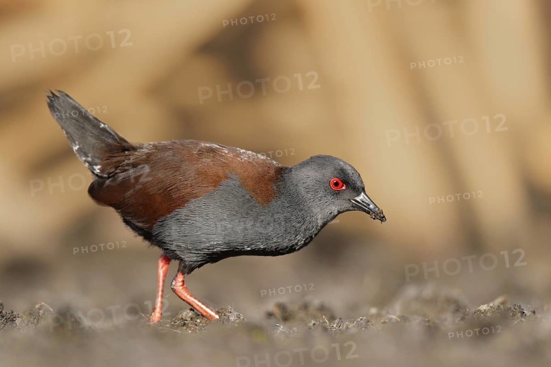 Spotless Crake (Porzana tabuensis), Western Australia, Australia