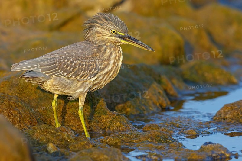 Animals, birds, heron, mangrove heron, (Butorides striatus), foraging in biotope, Quarayyat, Muscat, Muscat, Oman