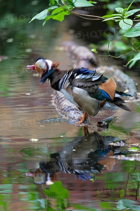 Mandarin ducks (Aix galericulata) Male shaking and reflecting in the lake, Tiergarten, Berlin, Germany