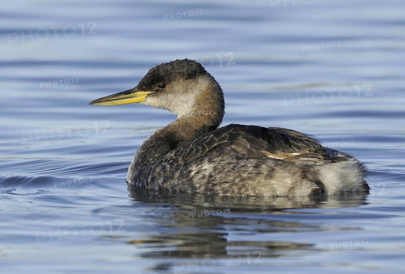 Red-necked Grebe (Podiceps grisegena) juvenile, Alberta, Canada