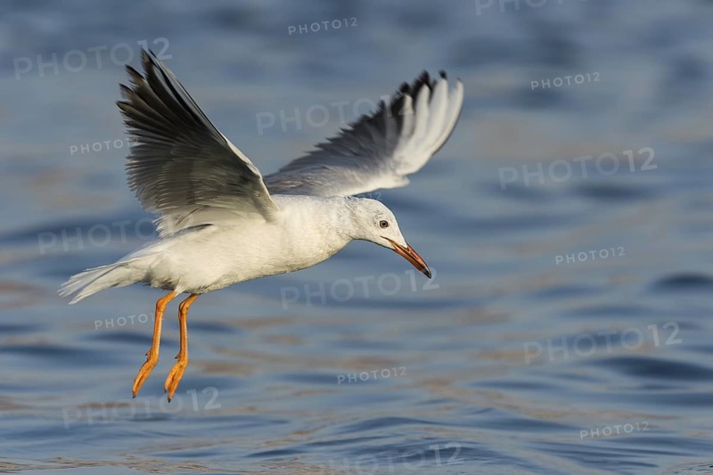 Slender-billed Gull (Chroicocephalus genei) flying, Eilat, Israel