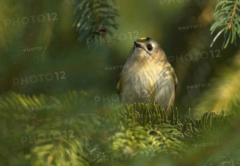 Goldcrest (Regulus regulus), Mecklenburg-Western Pomerania, Germany