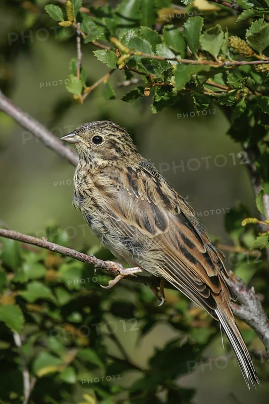 Pine Bunting (Emberiza leucocephalos) fresh fledgling with growing quills, Mongolia