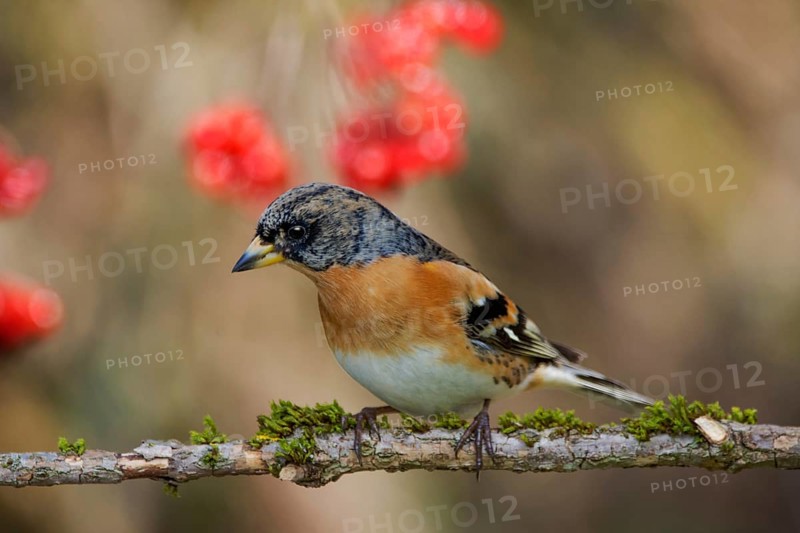 Male brambling (Fringilla montifringilla) on a branch with red berries in the background, autumnal mood, Baden-Württemberg, Germany