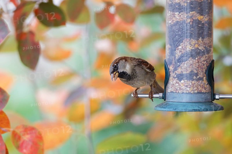 Sparrow eating seeds from a feeder. seasonal bird feeding. Bad Salzschlirf, Hessen, Germany
