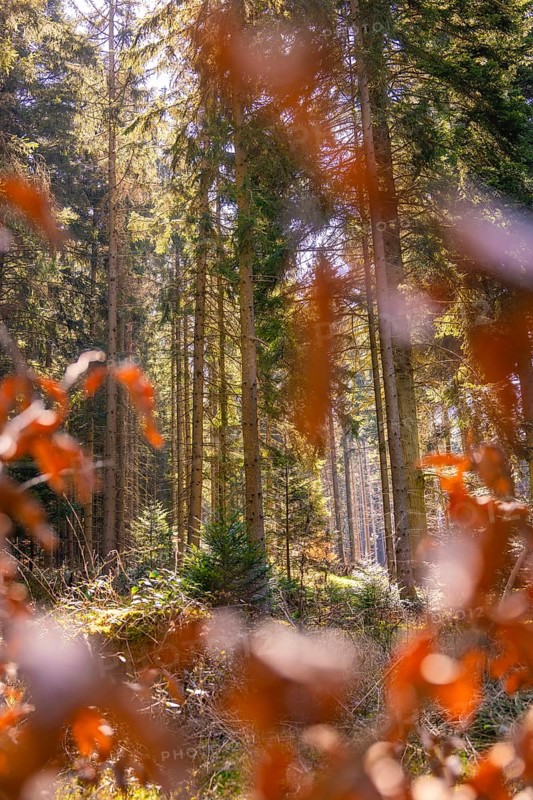 Sunlight floods a forest with bright autumn leaves, Calw, Black Forest, Germany