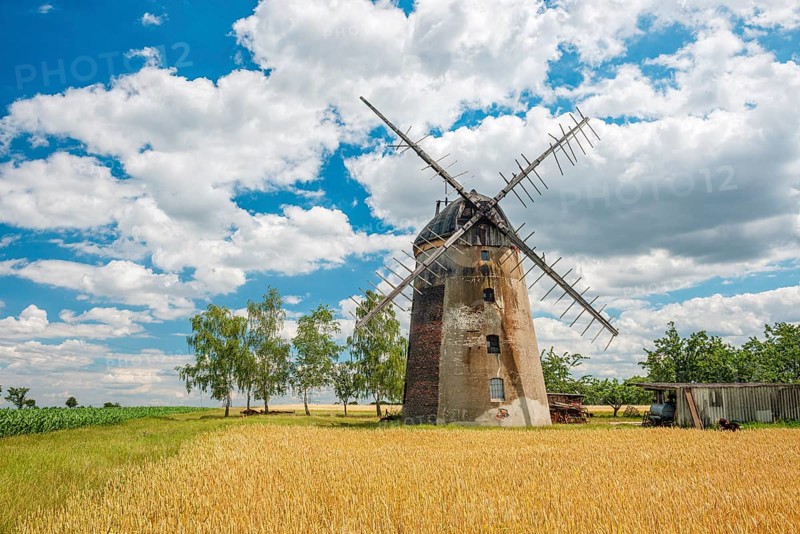 Field landscape with tower windmill under blue sky with cumulus clouds, wheat field in front, Schmiedehausen, Bad Sulza, Thuringia, Germany
