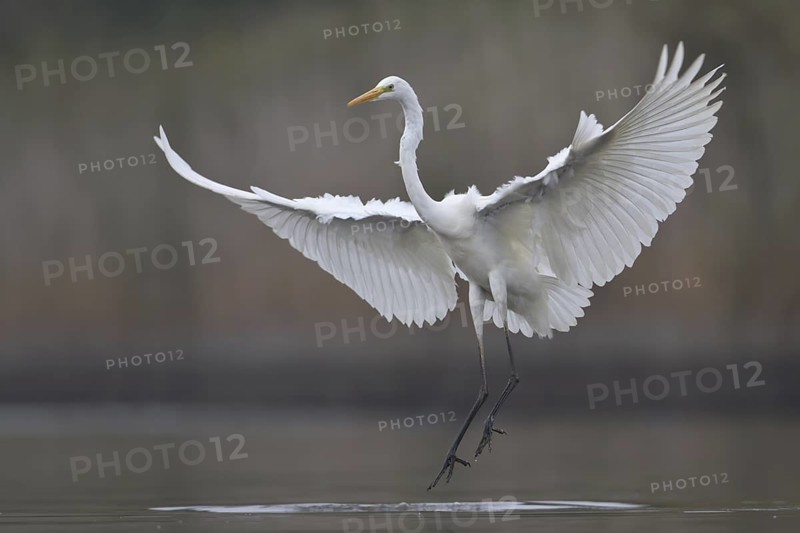 Great Egret (Ardea alba), Saxony, Germany