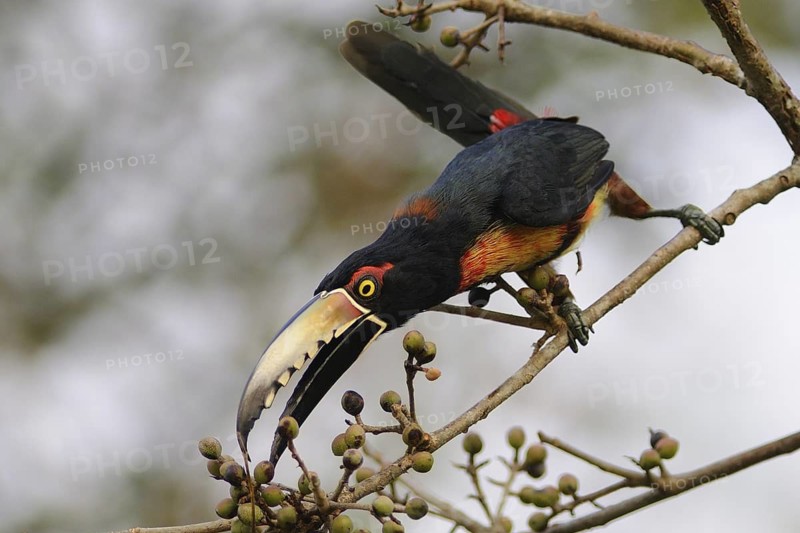 Collared Aracari (Pteroglossus torquatus), Guatemala