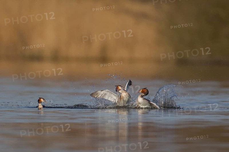 Great crested grebe (Podiceps cristatus) two adult male birds fighting on a lake with a female bird looking on in spring, Norfolk, England, United Kingdom