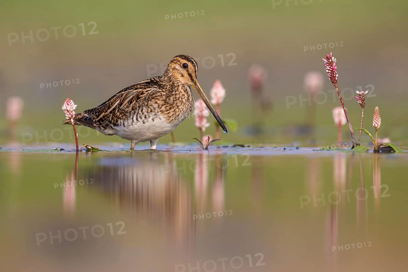 Common Snipe (Gallinago gallinago) foraging, Poland