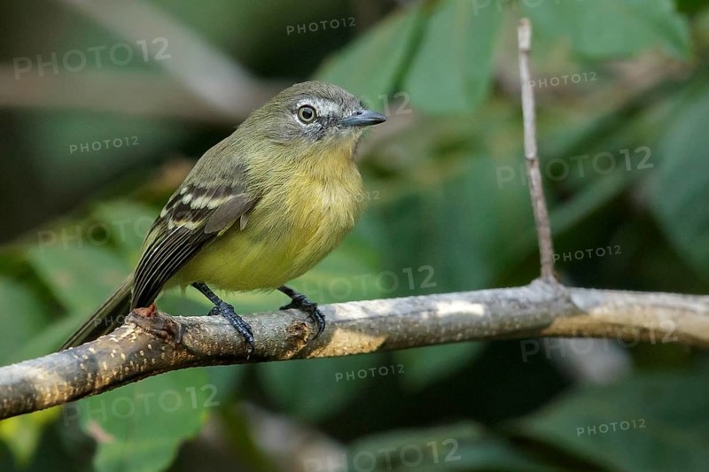 Pale-tipped Inezia (Inezia caudata) perched on a branch in the grasslands of Guyana