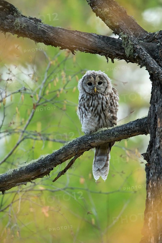 Ural Owl (Strix uralensis yenisseensis) juvenile perched on a branch, Töv-Aimag, Mongolia