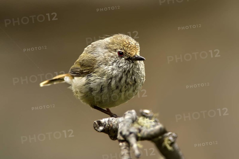 Tasmanian Thornbill (Acanthiza ewingii), Tasmania, Australia