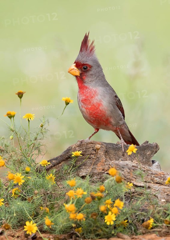 Pyrrhuloxia (Cardinalis sinuatus) male perched on the ground, Texas, USA