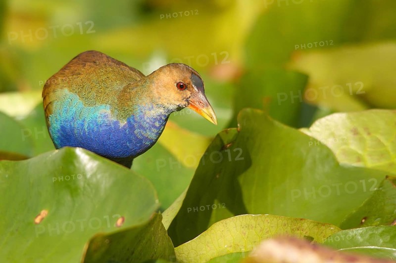 Purple Gallinule (Porphyrio martinica) juvenile, Lisboa, Portugal