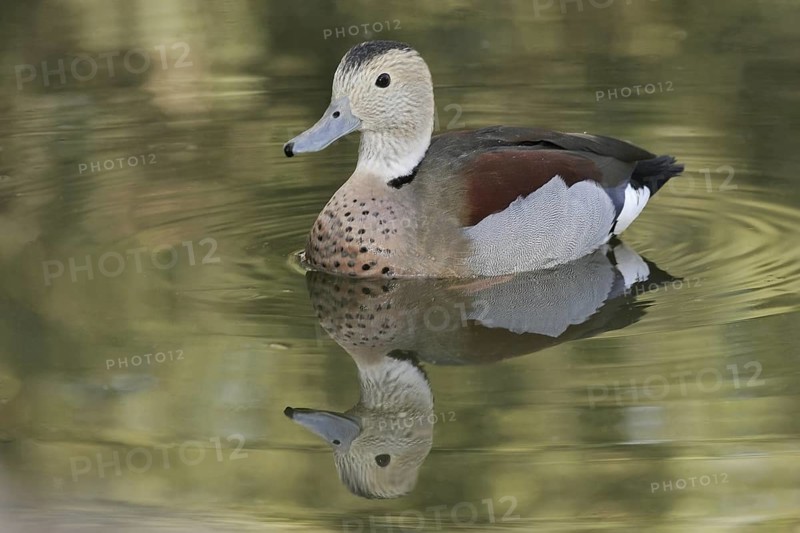 Ringed Teal (Callonetta leucophrys), Arizona, USA