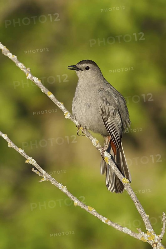 Grey Catbird (Dumetella carolinensis), Manitoba, Canada
